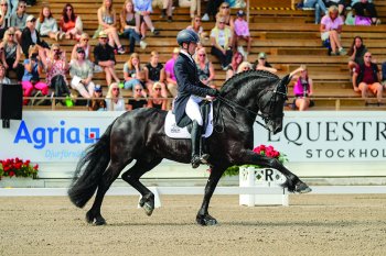 fairfax friesian saddle_l